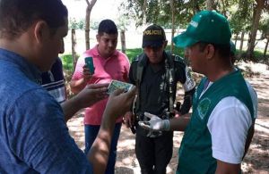 Buscan controlar al caracol gigante africano en La Mojana Buscan controlar al caracol gigante africano en La Mojana