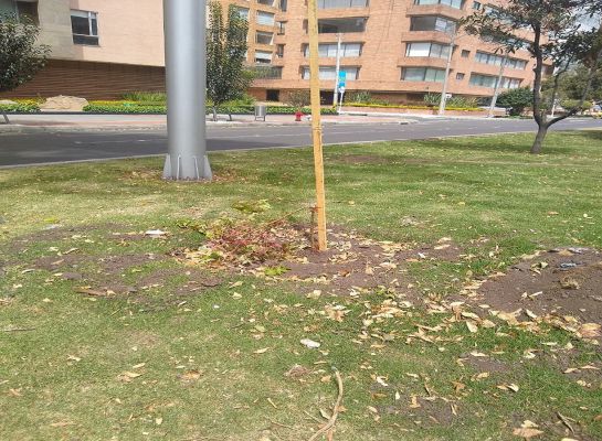 Arboles Bogotá: Fueron “destrozados” los árboles plantados en la calle 94 Arboles Bogotá: Fueron “destrozados” los árboles plantados en la calle 94