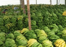 Destacamos labor del ICA en las tareas de control del hongo: Fedeplátano
