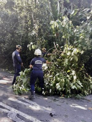 BUCARAMANGA EMERGENCIAS LLUVIAS ÁRBOLES CAÍDOS: Alerta por caída de árboles durante aguaceros BUCARAMANGA EMERGENCIAS LLUVIAS ÁRBOLES CAÍDOS: Alerta por caída de árboles durante aguaceros