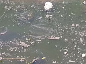 Así está el río La Vieja a su paso por el departamento del Quindío Así está el río La Vieja a su paso por el departamento del Quindío