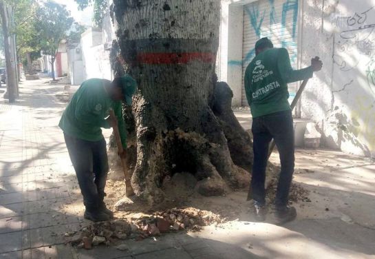 Indignación por bonga afectada con cemento en sus raíces Indignación por bonga afectada con cemento en sus raíces