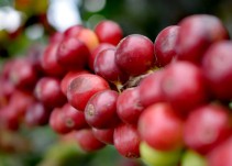 Ola de calor podría afectar la calidad de la cosecha cafetera: Fedecafé