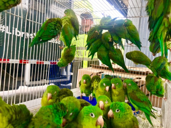 Rescate de pericos: Más de 100 pericos bronceados fueron rescatados en Bogotá Rescate de pericos: Más de 100 pericos bronceados fueron rescatados en Bogotá