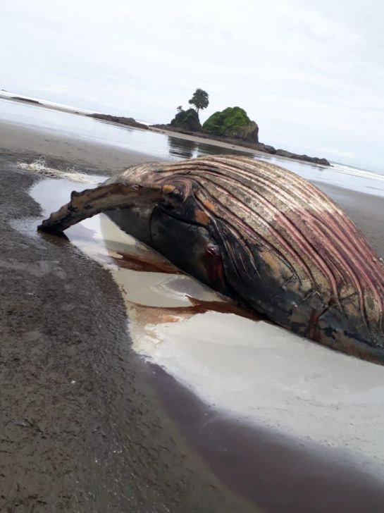Ballena muerta: Cuerpo sin vida de un ballenato fue encontrado en playa del Pacífico Ballena muerta: Cuerpo sin vida de un ballenato fue encontrado en playa del Pacífico