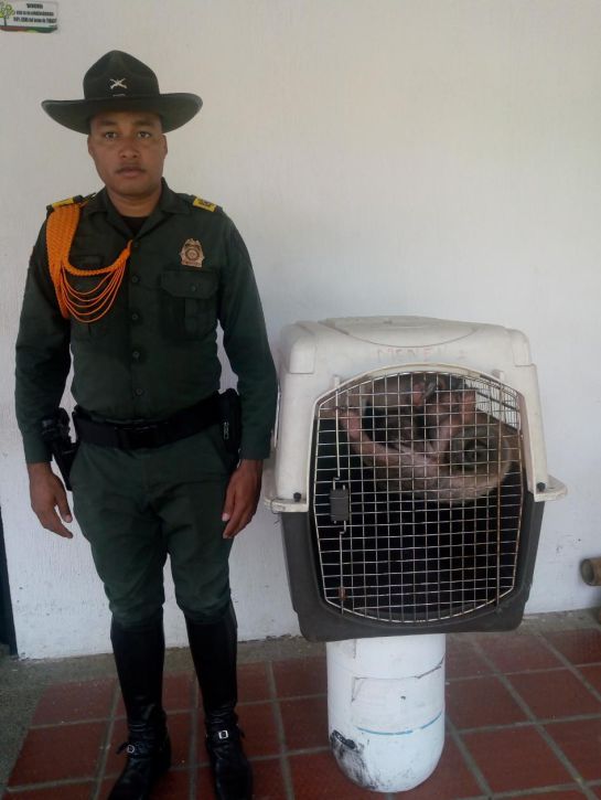 Osos hormigueros encontrados en Neiva Colombia: Autoridades recuperan dos osos hormigueros Osos hormigueros encontrados en Neiva Colombia: Autoridades recuperan dos osos hormigueros