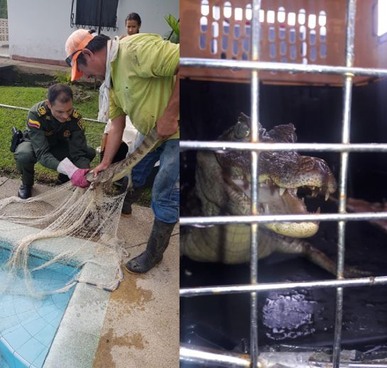 Babilla rescatada en Victoria - Caldas Babilla rescatada en Victoria - Caldas