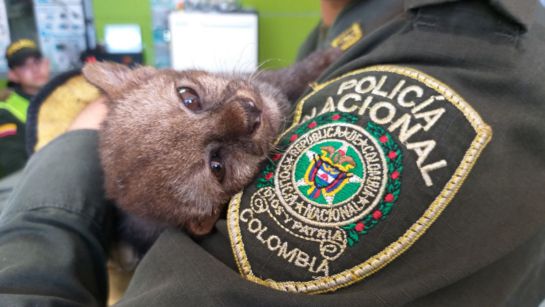Yaguarundí cachorro - Policía Ambiental Yaguarundí cachorro - Policía Ambiental