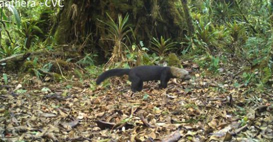Páramo del Duende: Con foto trampeo la CVC le sigue la pista a pumas en Calima Darien Páramo del Duende: Con foto trampeo la CVC le sigue la pista a pumas en Calima Darien