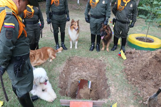 Sepelio perro de la Policía: Video: El sepelio de Dacota Vincent, el perro policía más condecorado Sepelio perro de la Policía: Video: El sepelio de Dacota Vincent, el perro policía más condecorado