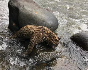 Un grupo de turistas habría fotografiado al felino el pasado fin de semana en Salento, Quindío Un grupo de turistas habría fotografiado al felino el pasado fin de semana en Salento, Quindío