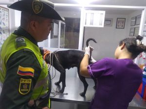 Maltrato animal: Capturado en Palmira hombre que abusaba sexualmente de una perrita Maltrato animal: Capturado en Palmira hombre que abusaba sexualmente de una perrita
