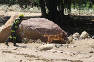 TANA MAX perros buscan desaparecidos Piedecuesta: Tana y Max, los perros que buscan a desaparecidos en Piedecuesta TANA MAX perros buscan desaparecidos Piedecuesta: Tana y Max, los perros que buscan a desaparecidos en Piedecuesta
