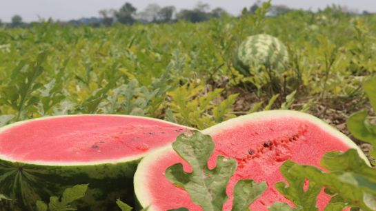 Coronavirus en Colombia: A punto de perderse producción de patilla en La Mojana por coronavirus Coronavirus en Colombia: A punto de perderse producción de patilla en La Mojana por coronavirus