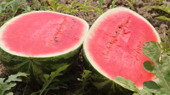 Coronavirus en Colombia: A punto de perderse producción de patilla en La Mojana por coronavirus Coronavirus en Colombia: A punto de perderse producción de patilla en La Mojana por coronavirus