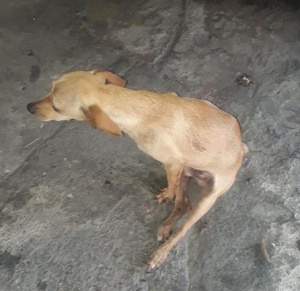 Maltrato animal, Neiva: Ricky, una esperanza que vive entre días de cuarentena Maltrato animal, Neiva: Ricky, una esperanza que vive entre días de cuarentena