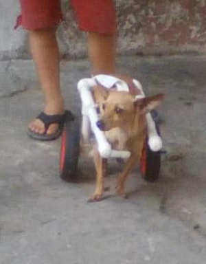 Maltrato animal, Neiva: Ricky, una esperanza que vive entre días de cuarentena Maltrato animal, Neiva: Ricky, una esperanza que vive entre días de cuarentena