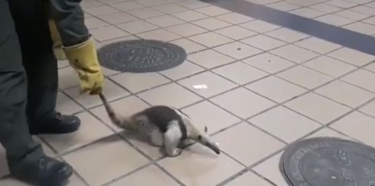 Bucaramanga Barrancabermeja Fauna Comunidad Barrancabermeja: VIDEO: La babilla y el oso hormiguero que violaron la cuarentena Bucaramanga Barrancabermeja Fauna Comunidad Barrancabermeja: VIDEO: La babilla y el oso hormiguero que violaron la cuarentena