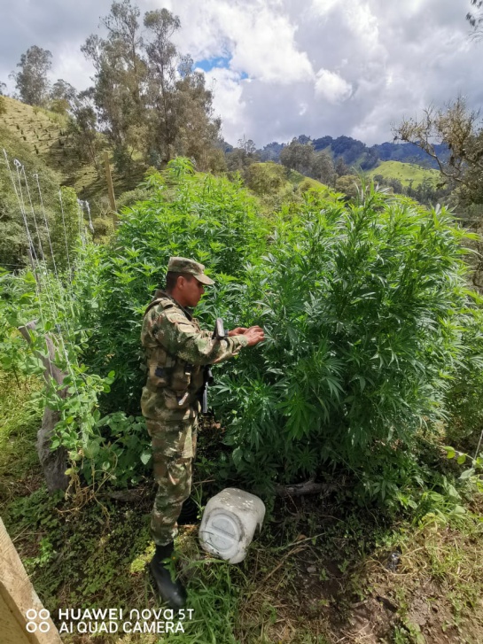 Cultivos de coca en el Tolima: Soldados erradicaron un cultivo de marihuana Cultivos de coca en el Tolima: Soldados erradicaron un cultivo de marihuana