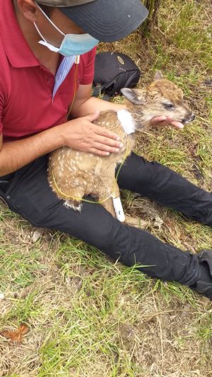 Bucaramanga animales rescatados venados páramo almorzadero: Murieron venados rescatados heridos en el Páramo del Almorzadero Bucaramanga animales rescatados venados páramo almorzadero: Murieron venados rescatados heridos en el Páramo del Almorzadero