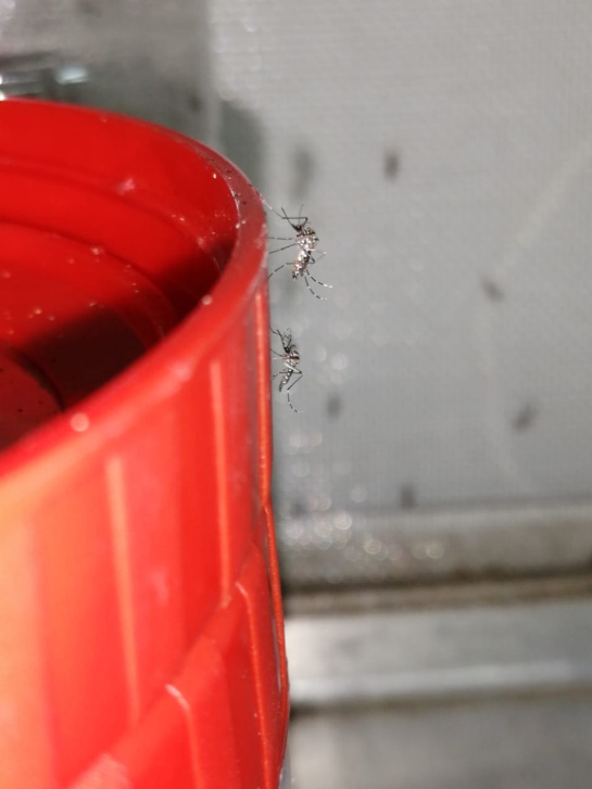 Dengue en Colombia: Aumento de casos significativos de dengue en Caquetá Dengue en Colombia: Aumento de casos significativos de dengue en Caquetá