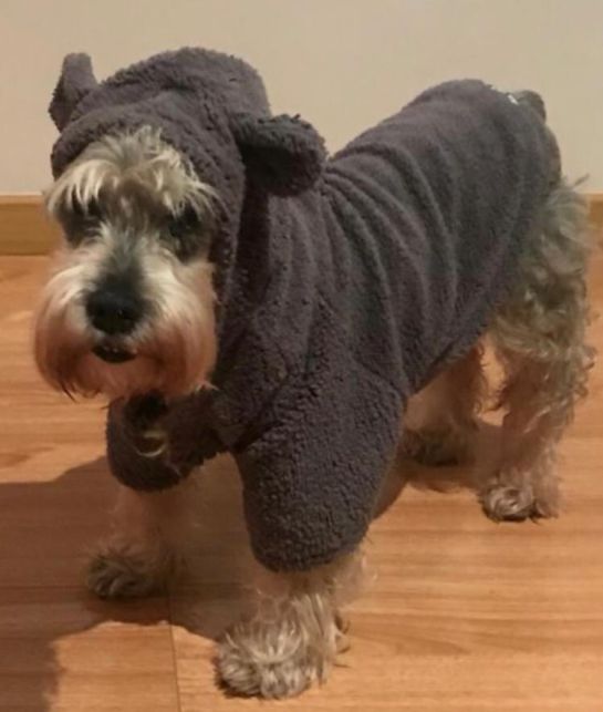 Tutela perro Ibagué: Tutela ordena garantizar medicamento para un perro en Ibagué Tutela perro Ibagué: Tutela ordena garantizar medicamento para un perro en Ibagué