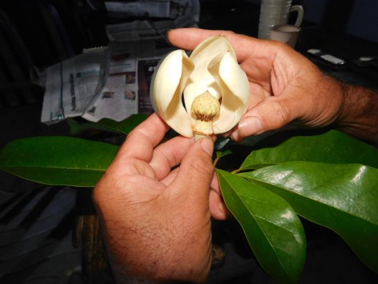 San Vicente de Chucurí Botánica Magnolia Molinillo Chocolate Melisa Ayala: Así salvaron las magnolias y la costumbre de batir chocolate con molinillo San Vicente de Chucurí Botánica Magnolia Molinillo Chocolate Melisa Ayala: Así salvaron las magnolias y la costumbre de batir chocolate con molinillo