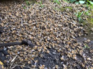 abejas ambiental Boyacá tragedia un millón: Tragedia ambiental en Boyacá, por muerte de un millón de abejas abejas ambiental Boyacá tragedia un millón: Tragedia ambiental en Boyacá, por muerte de un millón de abejas