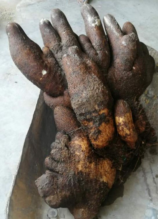 gigantesco ñame en Polonuevo gigantesco ñame en Polonuevo