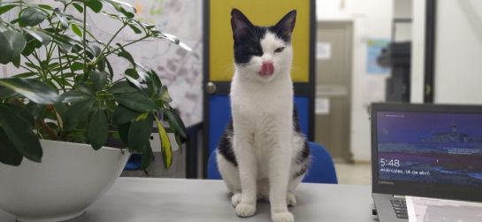 Timba Timba