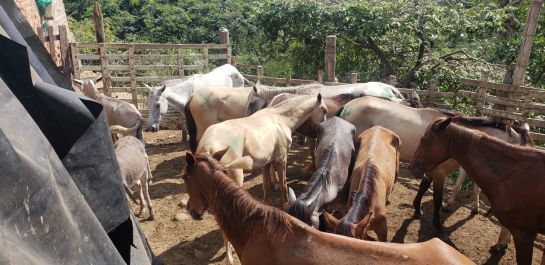 Caballos en matadero clandestino Caballos en matadero clandestino