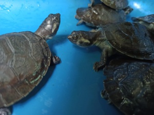 Tortuga del río Tortuga del río