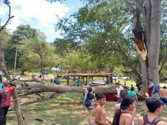 La rama de un árbol pudo causar tragedia en Cajasan La rama de un árbol pudo causar tragedia en Cajasan