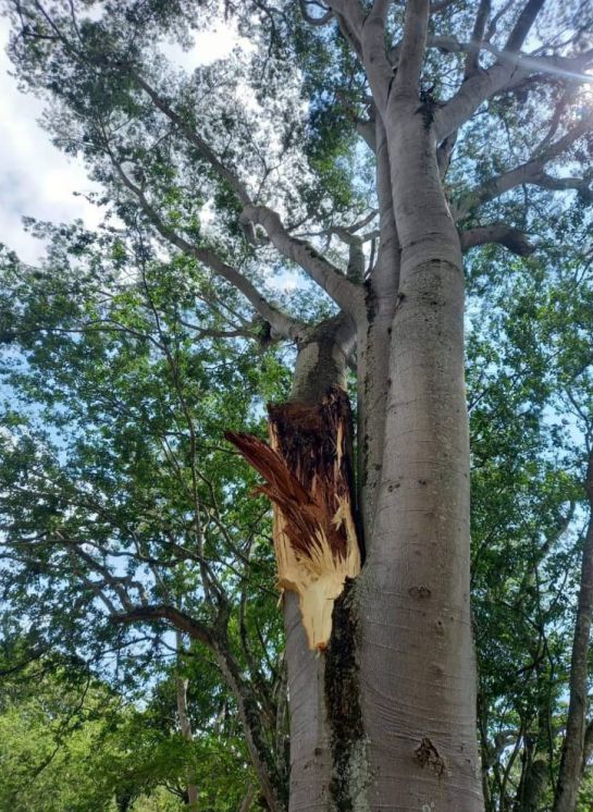 La rama de un árbol pudo causar tragedia en Cajasan La rama de un árbol pudo causar tragedia en Cajasan