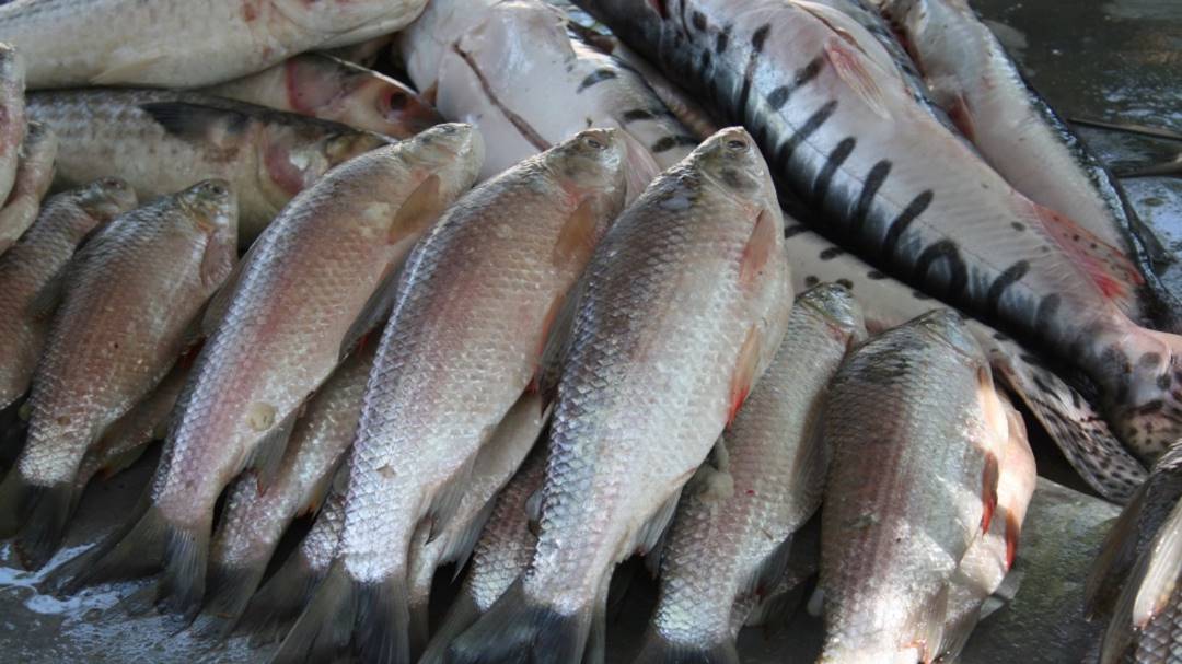 Llegó la Cuaresma y en Medellín esperan vender más de 5 mil toneladas de pescado