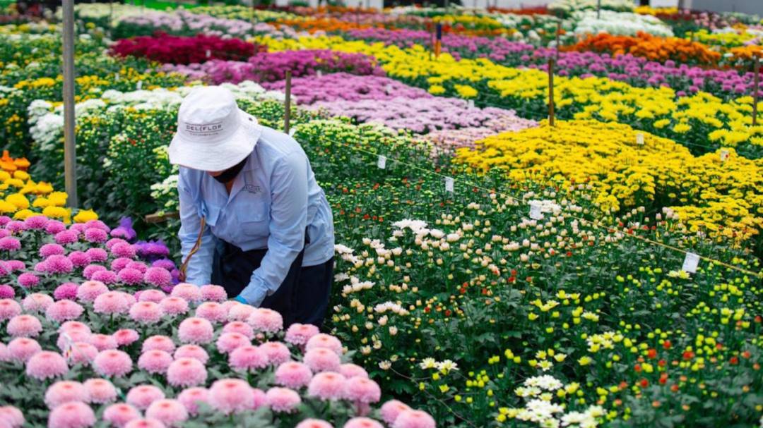 En un 25% han incrementado los costos de los insumos para la floricultura