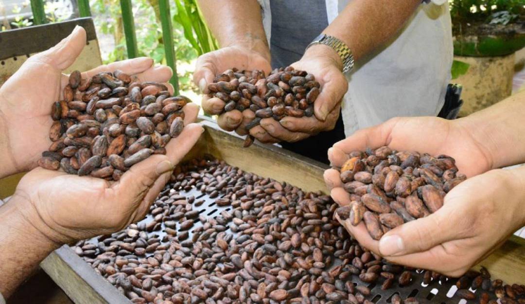 Foto: Archivo -Cultivo de Cacao en el Huila Foto: Archivo -Cultivo de Cacao en el Huila
