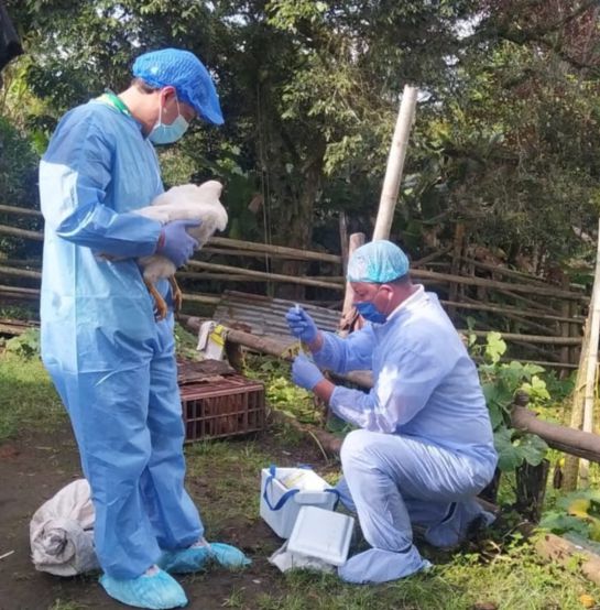 Fenavi avanza con la vacunación en las zonas de protección, con una cobertura predial del 100% y una cobertura de aves del 95%, con más de 9.900 aves vacunadas en 500 predios. Fenavi avanza con la vacunación en las zonas de protección, con una cobertura predial del 100% y una cobertura de aves del 95%, con más de 9.900 aves vacunadas en 500 predios.