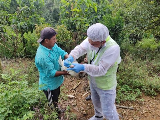 Fenavi avanza con la vacunación en las zonas de protección, con una cobertura predial del 100% y una cobertura de aves del 95%, con más de 9.900 aves vacunadas en 500 predios. Fenavi avanza con la vacunación en las zonas de protección, con una cobertura predial del 100% y una cobertura de aves del 95%, con más de 9.900 aves vacunadas en 500 predios.
