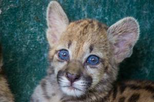Pumas en Colombia: Recuperados tres pumas en el Vichada Pumas en Colombia: Recuperados tres pumas en el Vichada