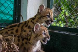 Pumas en Colombia: Recuperados tres pumas en el Vichada Pumas en Colombia: Recuperados tres pumas en el Vichada