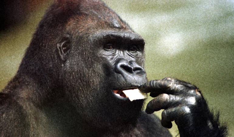 La caza ilegal amenaza a los grandes simios con la extinción