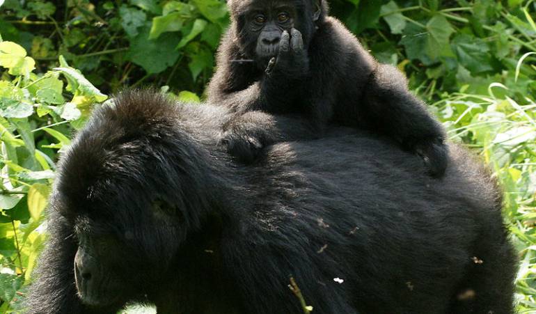 Gorila en peligro: Piden proteger al gorila oriental del Congo, en peligro crítico de extinción