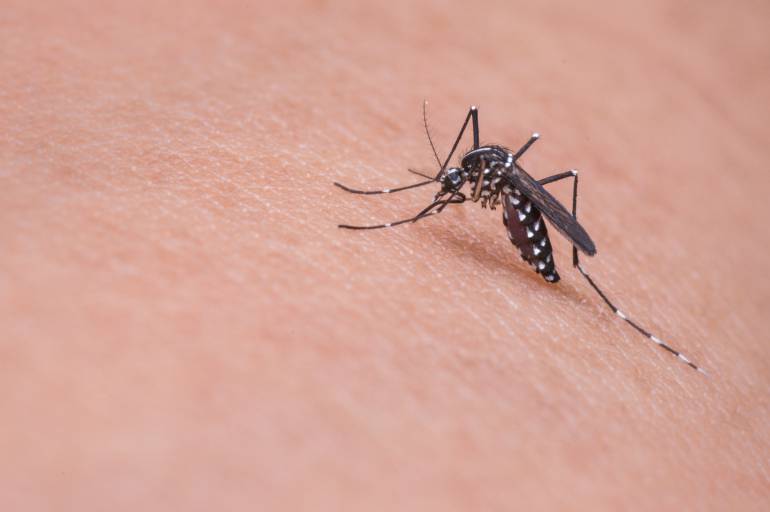 Zika: ¡No baje la guardia! en vacaciones se incrementan las enfermedades por mosquitos