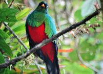 Finca Alejandría, una paraíso natural para aves