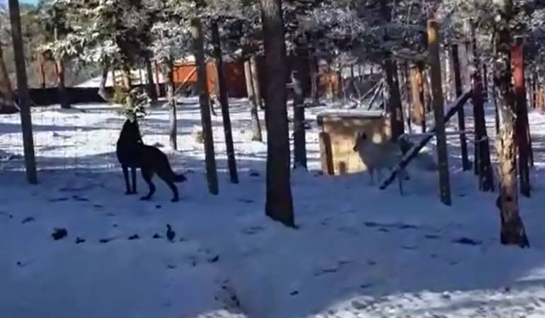 Nuevo hogar de animal rescatado del trafico ilegal de especies: El lobo Amarok rescatado del tráfico ilegal en Colombia disfruta de su nuevo hogar