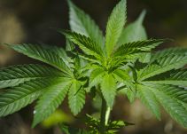Desarrollan tampones de cannabis en Bogotá