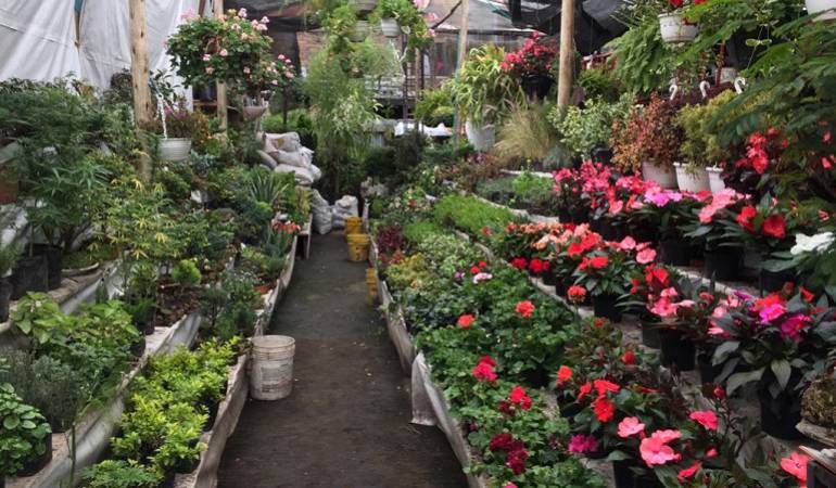 Lo Más Caracol: Plantas exóticas para tener en casa