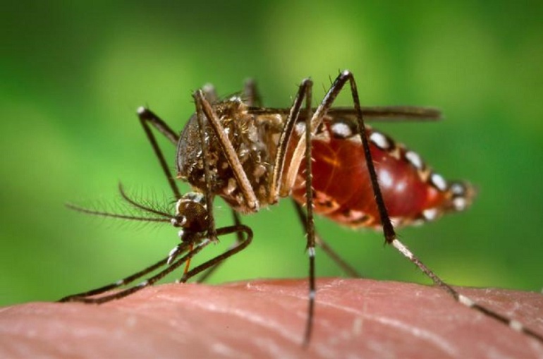 La Cruz Roja recomienda vacunarse contra la fiebre amarilla