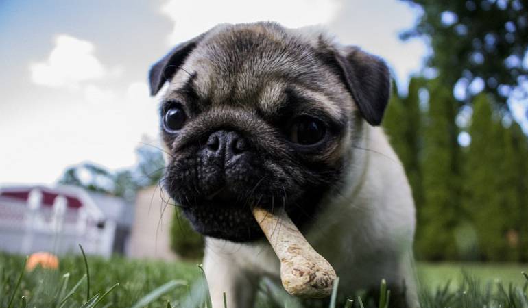 Lo Más Caracol: ¿Cómo alimentar a las mascotas?
